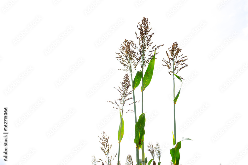 Fototapeta premium Closeup of a Sorghum bicolor on white,farm