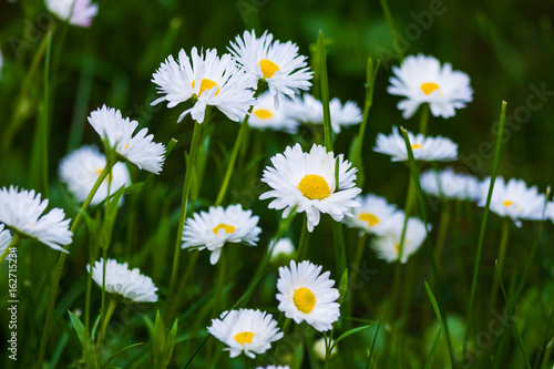 White lawn daisies in the garden and green grass. Summer background.