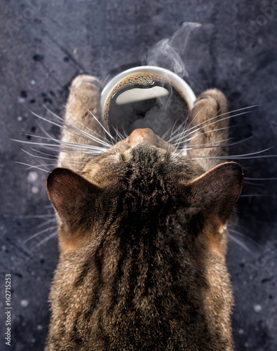 Cat's paws hold a cup of hot black coffee. A gray cat bent over a cup of coffee with steam. Good morning.