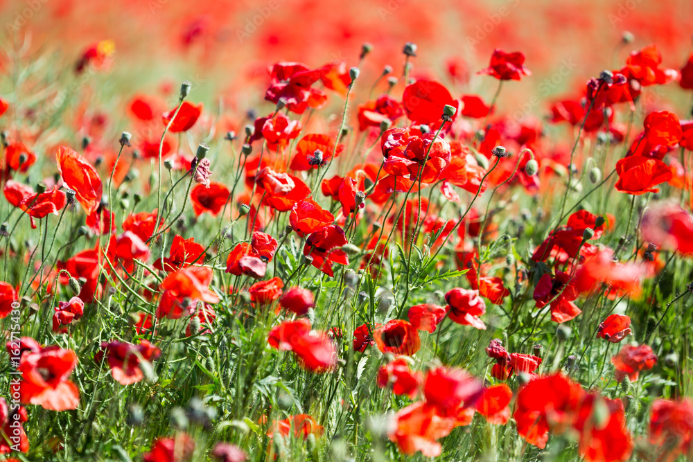 Poppy field. Flowers background. Beautiful field of red poppies