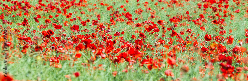 Poppy field. Flowers background. Long banner format.