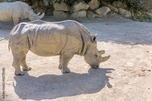 Two white rhinoceros (Ceratotherium simum) with stones on the background - side view