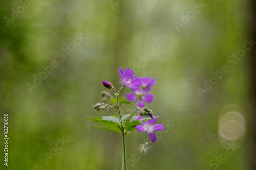 Fototapeta Naklejka Na Ścianę i Meble -  Geranium sylvaticum (wood cranesbill, woodland geranium)