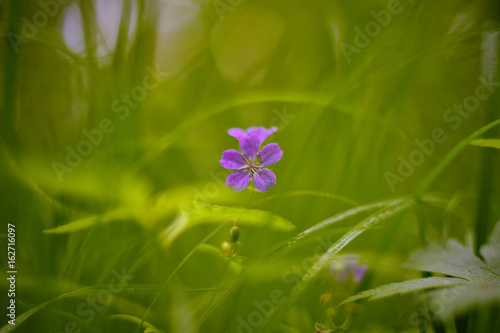 Fototapeta Naklejka Na Ścianę i Meble -  Geranium sylvaticum (wood cranesbill, woodland geranium)