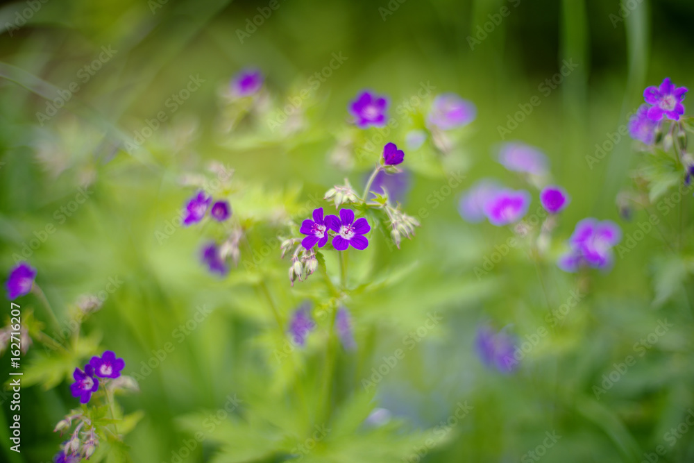Geranium sylvaticum (wood cranesbill, woodland geranium) Geranium sylvaticum (wood cranesbill, woodland geranium)
