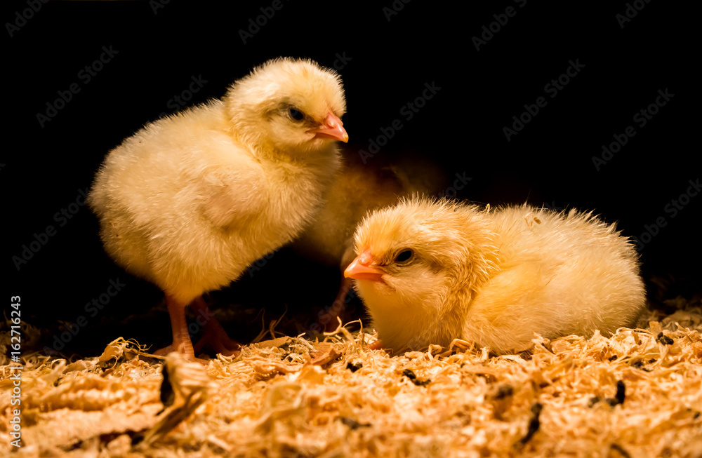 Newborn baby chickens under heat lamp Newborn baby chickens under heat lamp