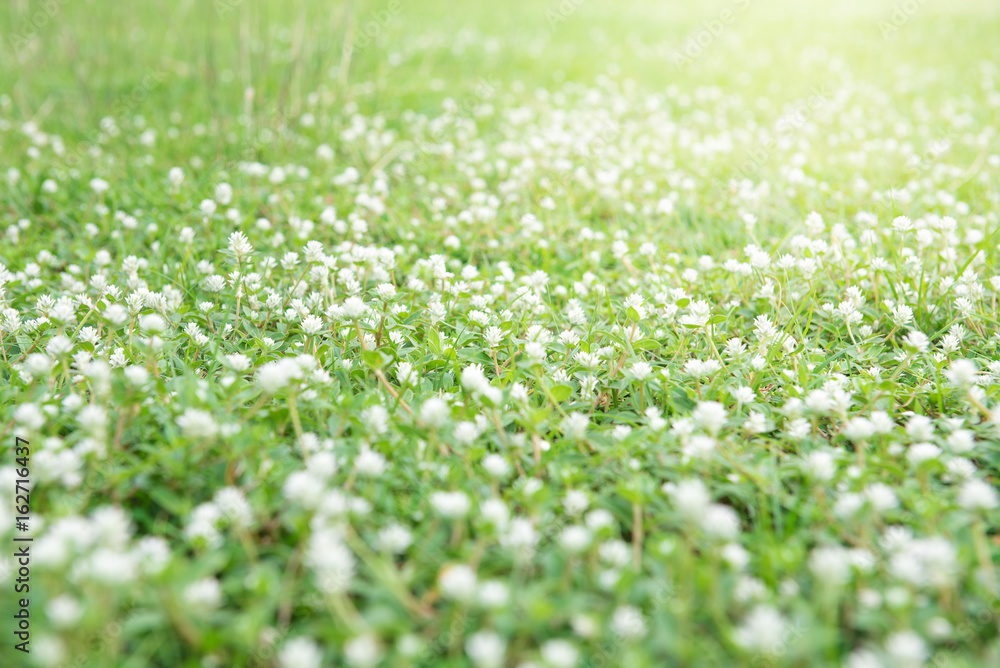 white grass flower 
