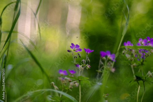 Fototapeta Naklejka Na Ścianę i Meble -  Geranium sylvaticum (wood cranesbill, woodland geranium)