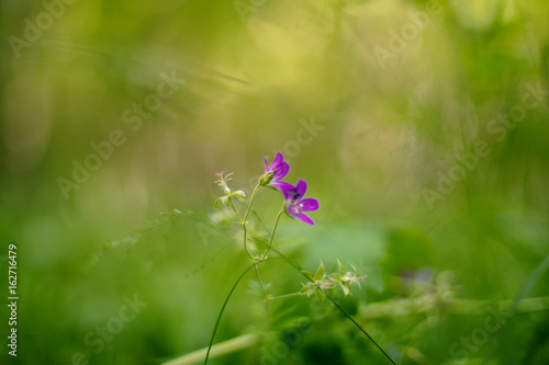 Fototapeta Naklejka Na Ścianę i Meble -  Geranium sylvaticum (wood cranesbill, woodland geranium)