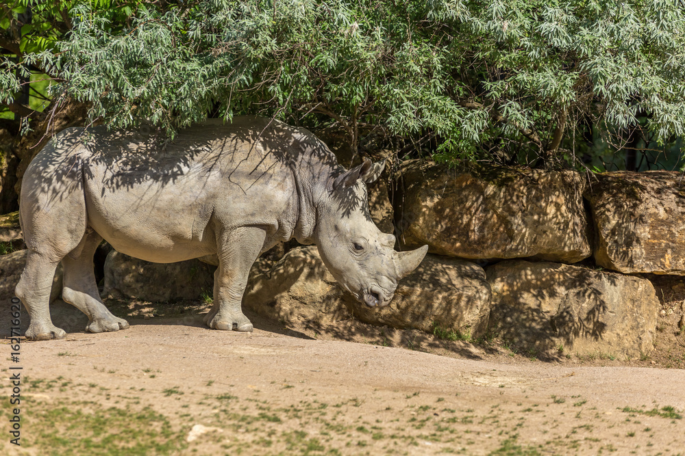 Fototapeta premium White rhinoceros or square-lipped rhinoceros (Ceratotherium simum) under some bushes with a stone wall on the background - front view