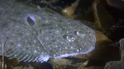 Sea bottom fish Sand sole (Pegusa lascaris) on shell bottom, portrait.
 photo