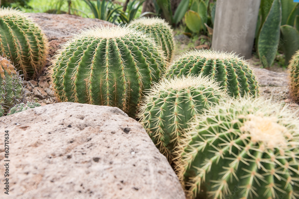cactus in desert cactus in desert