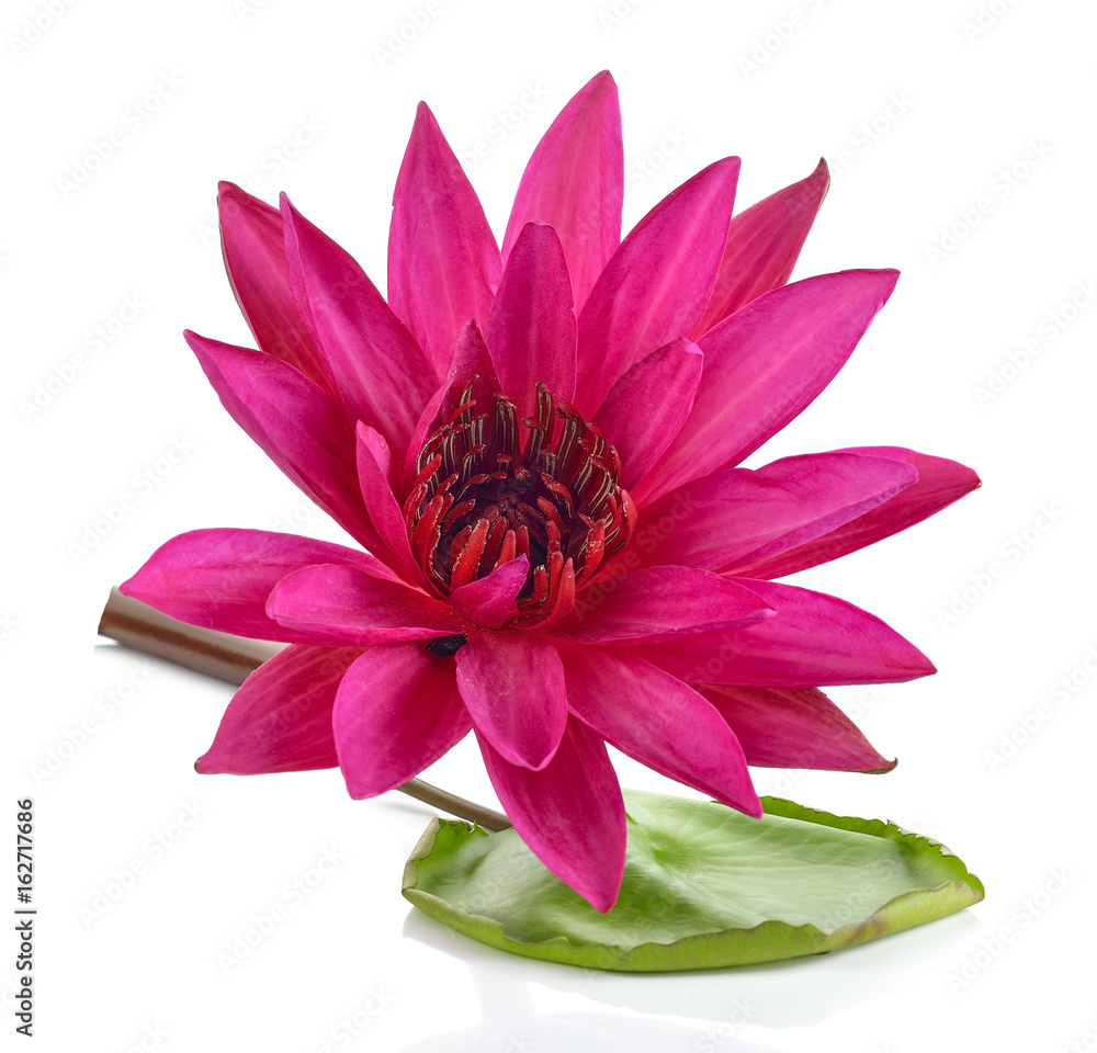 Obraz premium Lotus and the lotus leaf on white background