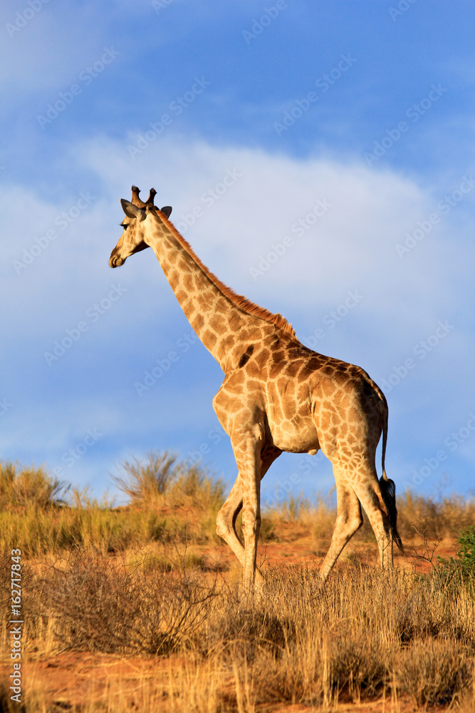Obraz premium Giraffe walking away in Africa
