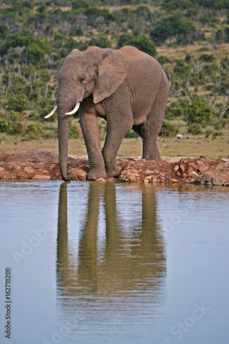 Elephant reflecting in a waterhole