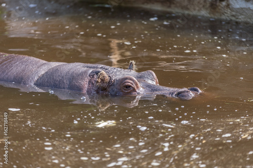 Hippo (Hippopotamus amphibius) swimming in the brown water