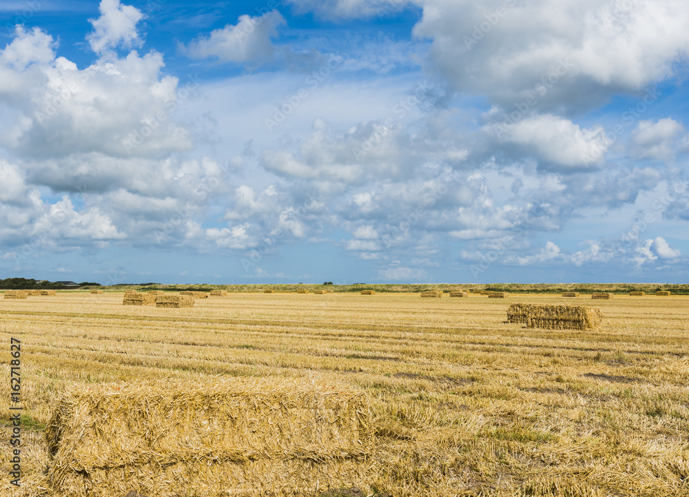 Straw Bales on a Grain Field