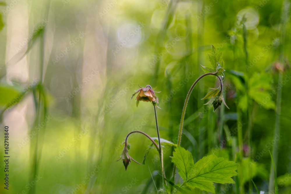 Geum rivale, the water avens, is a flowering plant of the family Rosaceae Geum rivale, the water avens, is a flowering plant of the family Rosaceae