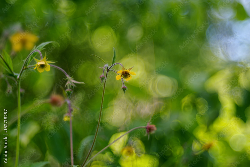 Geum rivale, the water avens, is a flowering plant of the family Rosaceae Geum rivale, the water avens, is a flowering plant of the family Rosaceae