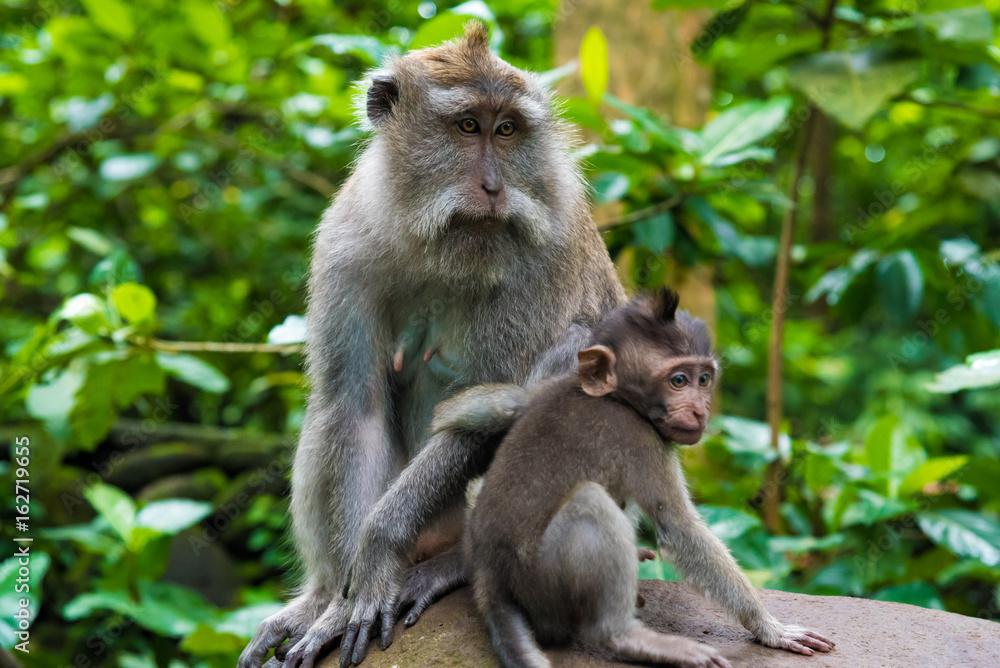 Macaque monkeys with cubs at Monkey Forest, Bali, Indonesia