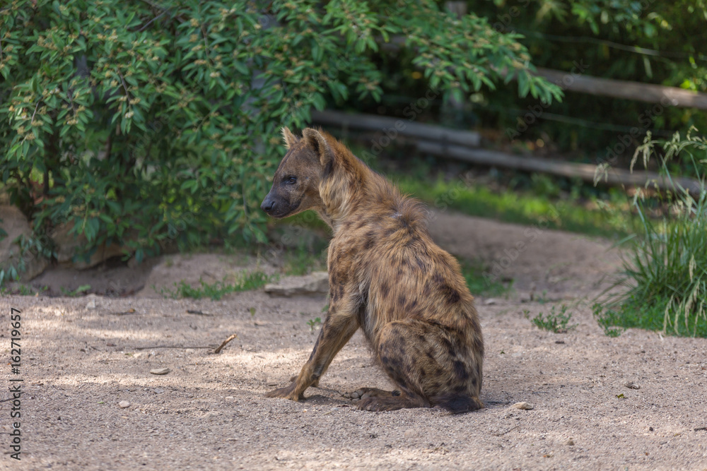 Hyena sitting on the ground floor with bushes on the background