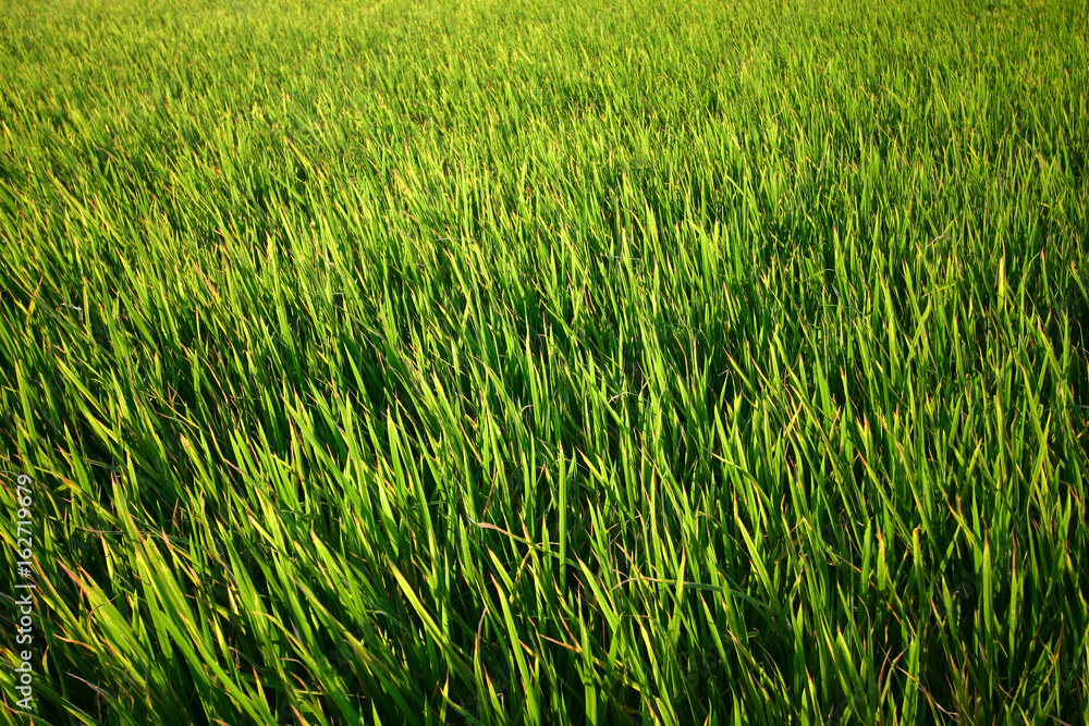 Close up of green rice field