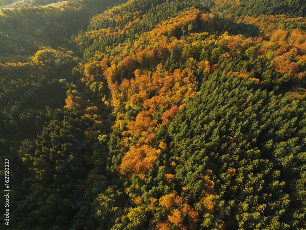 black forest at autumn black forest at autumn