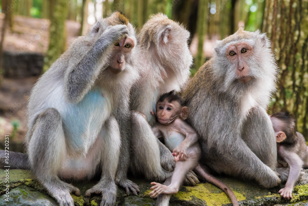 Naklejka premium Macaque monkeys with cubs at Monkey Forest, Bali, Indonesia