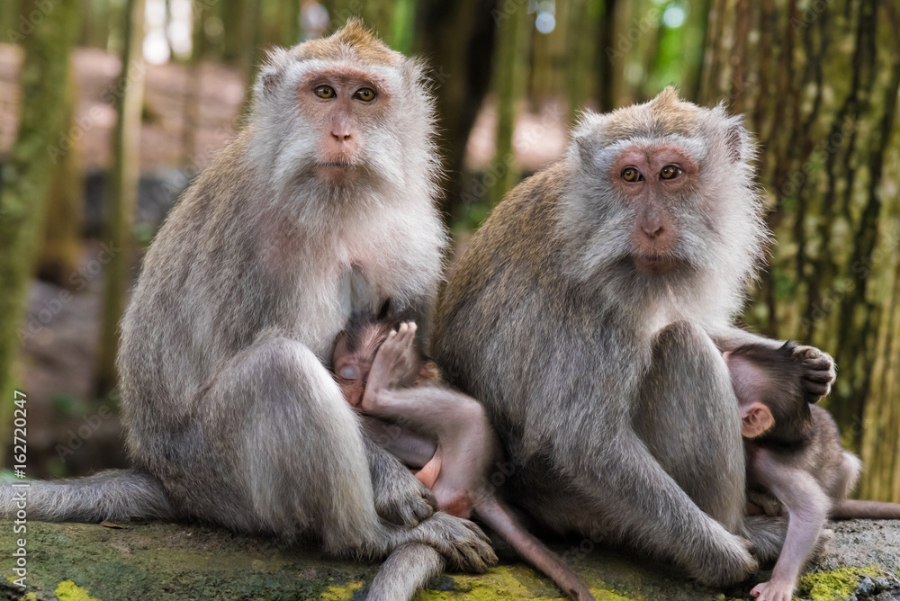 Macaque monkeys with cubs at Monkey Forest, Bali, Indonesia