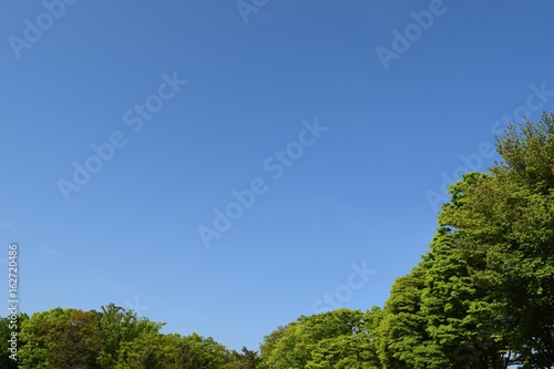 新緑と青空