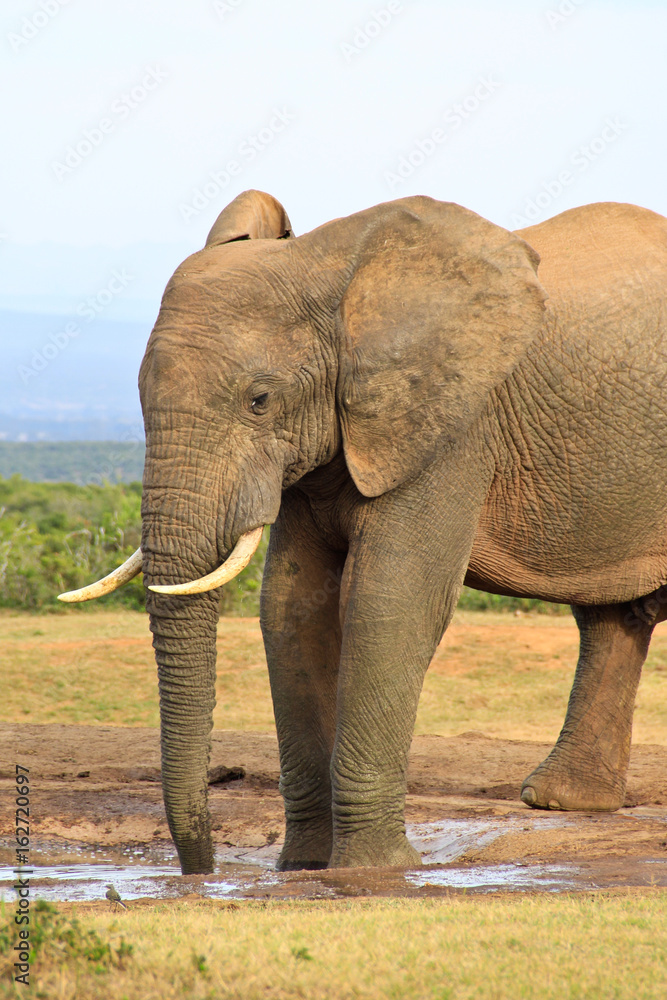 Large elephant on safari in Africa