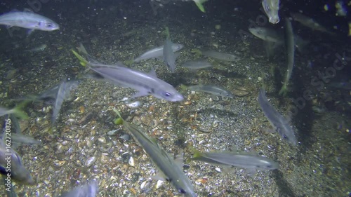 A flock of feeding fish Mediterranean horse mackerel (Trachurus mediterraneus) forms a Brownian motion over the bottom.
 photo