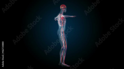 All human body systems. Transition body - circulatory system - body