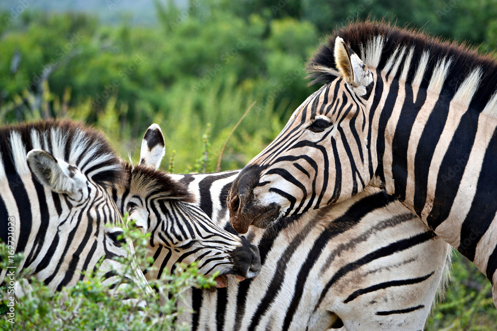 Naklejka premium Family of zebras on safari in Africa