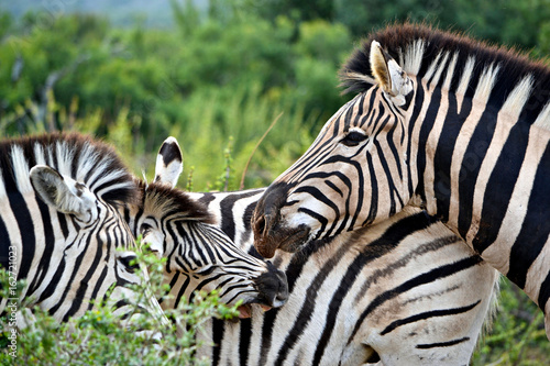 Family of zebras on safari in Africa