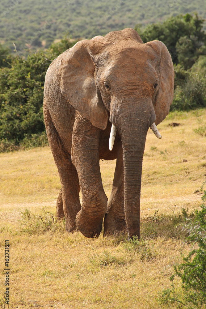 Large elephant in Africa