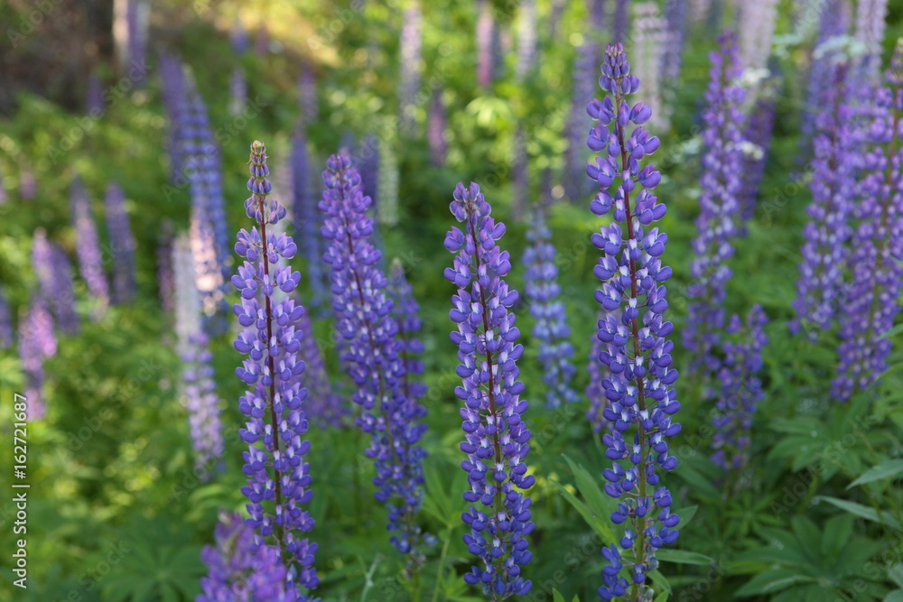blühende Lupinen am Waldrand in Schweden blühende Lupinen am Waldrand in Schweden