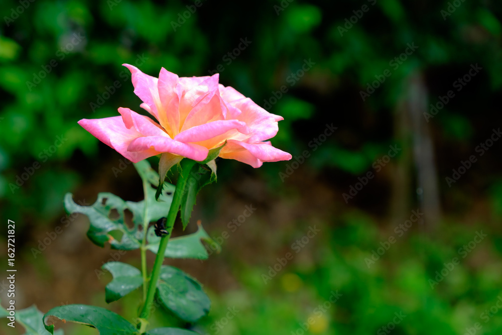 rose flower with leaf background