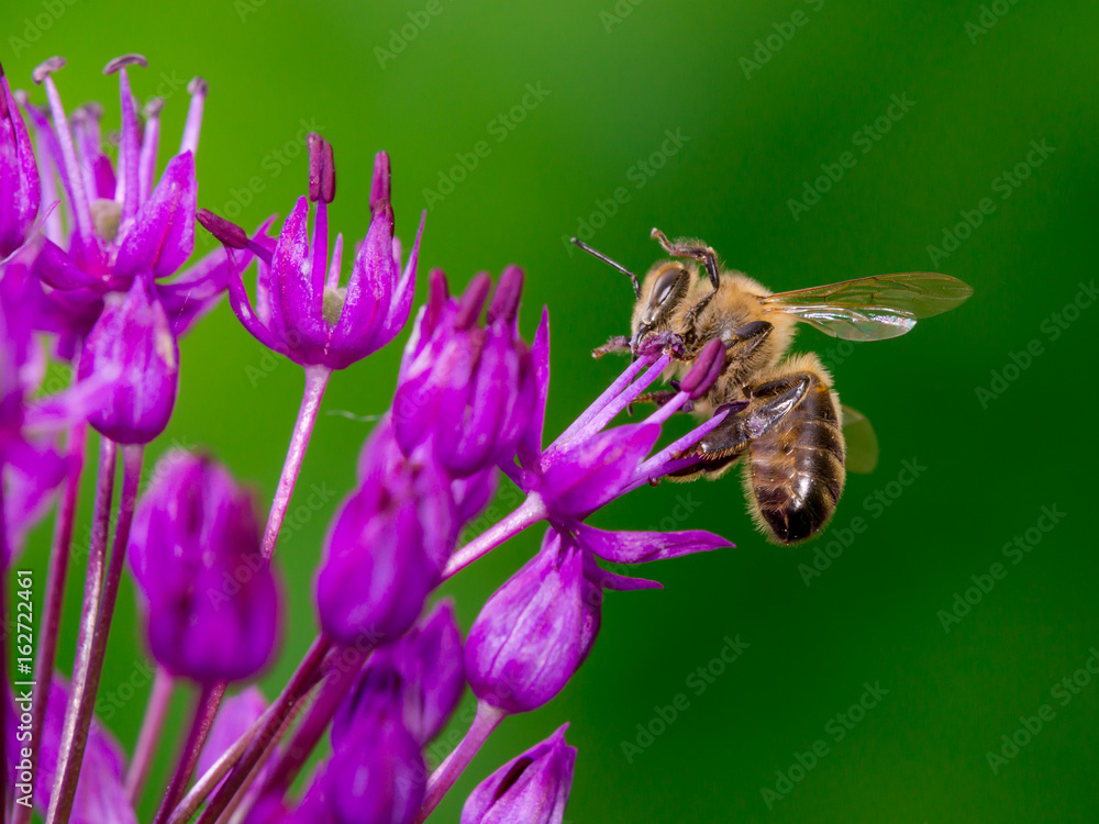Bee collecting nectar from flower Bee collecting nectar from flower