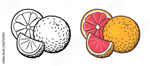 Vector hand drawn illustration of grapefruit with slice and cross section. Outline and colored version