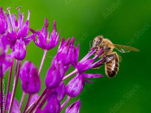 Bee collecting nectar from flower