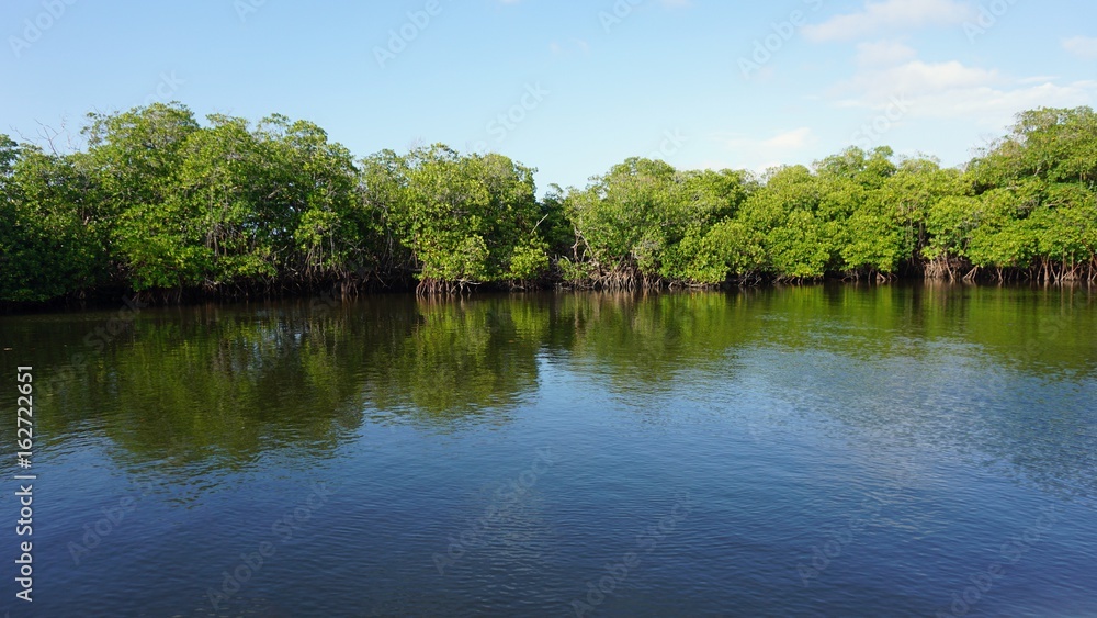 Fototapeta premium mangroves at punta rusia