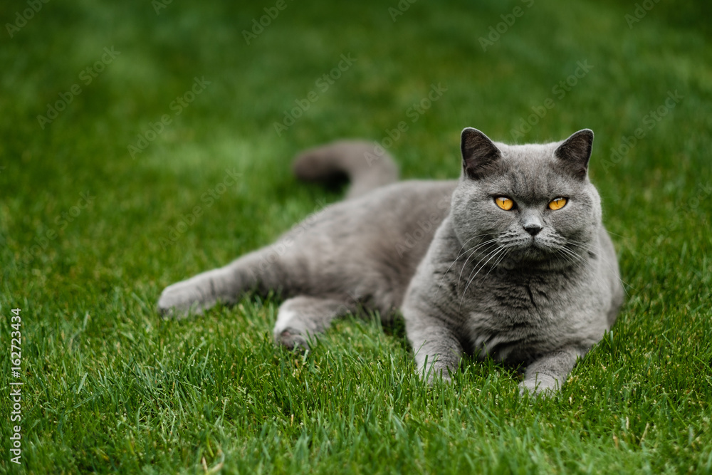 British Blue cat with piercing eyes relaxing on lawn