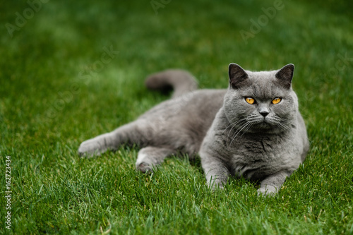 British Blue cat with piercing eyes relaxing on lawn