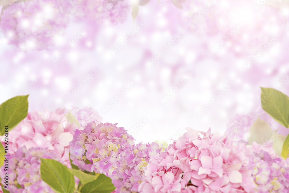 Beautiful pink background with flowers of hydrangea
