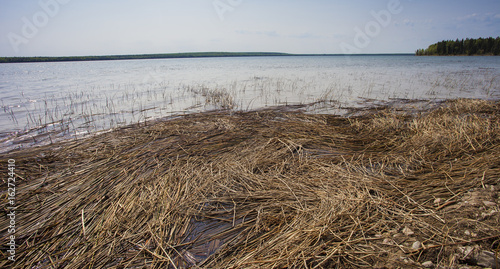 Reed on the shoreline