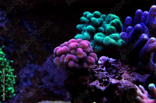 Stylophora Coral (Stylophora sp.) 