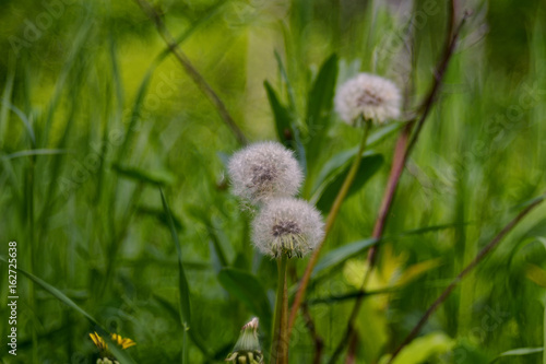 Fototapeta Naklejka Na Ścianę i Meble -  Taraxacum is a large genus of flowering plants in the family Asteraceae which consists of species commonly known as dandelion.