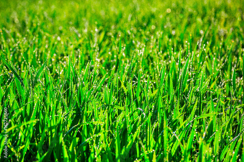 Close up of fresh thick grass with water drops in the early