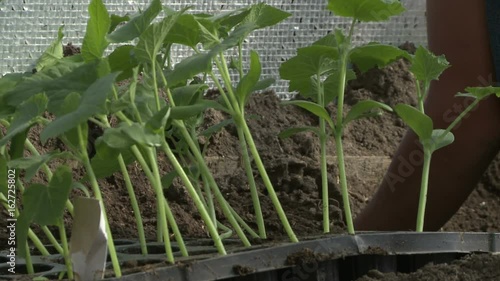 People planting seedlings. photo